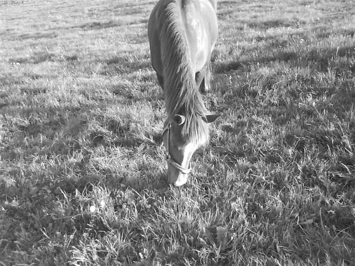 New Forest Sasha billede 13