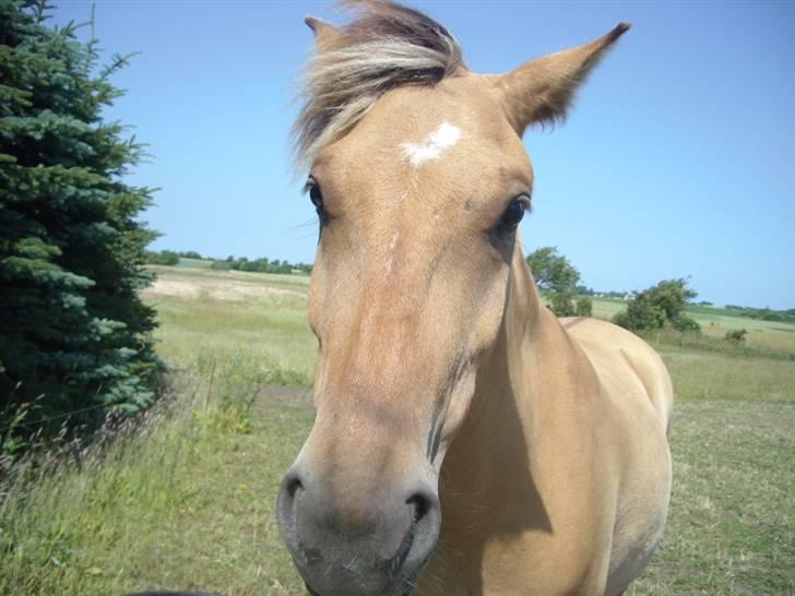 Anden særlig race Spirit billede 4