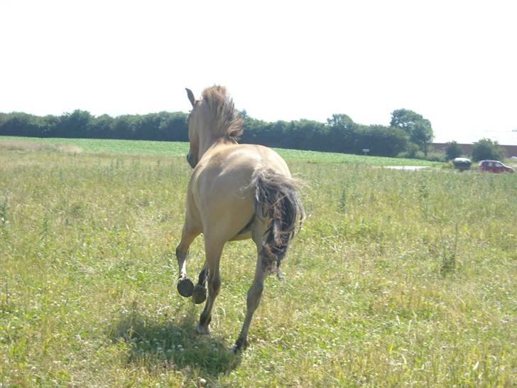 Anden særlig race Spirit billede 5