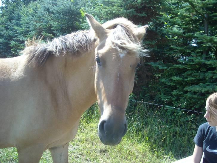 Anden særlig race Spirit billede 6