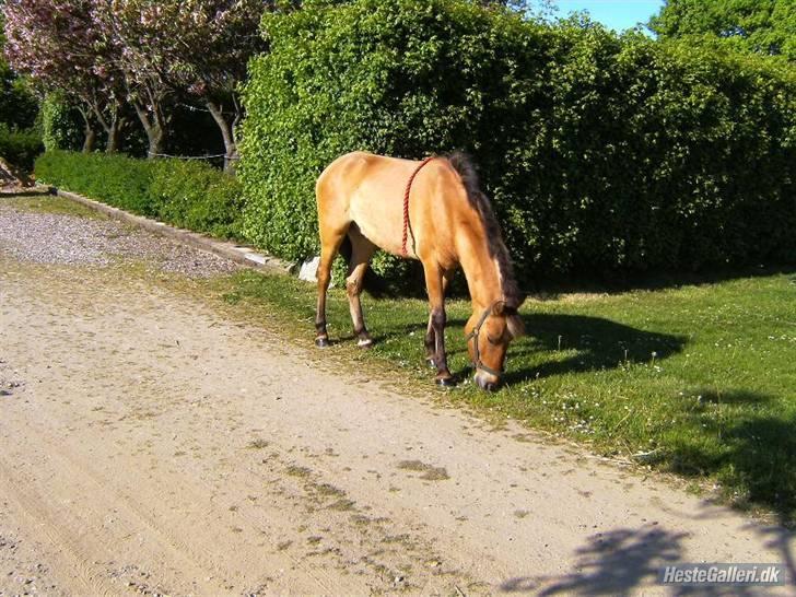 Anden særlig race Spirit billede 7