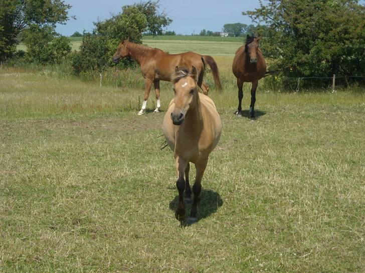 Anden særlig race Spirit billede 8