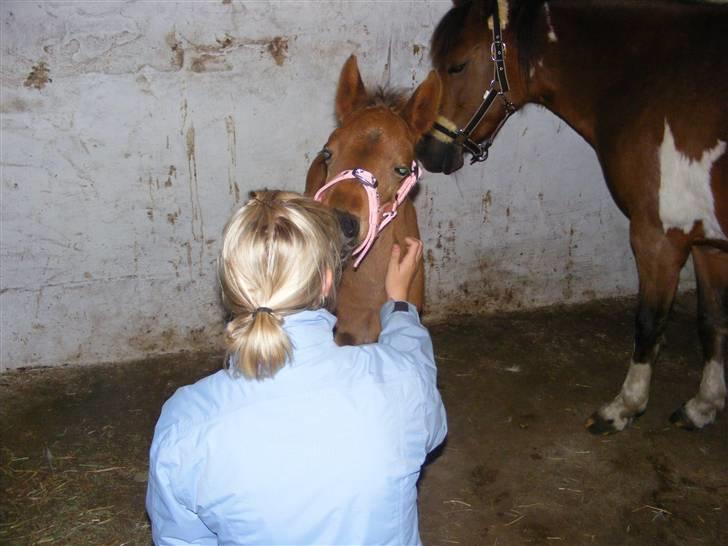 Anden særlig race Damgaards Chantel billede 12