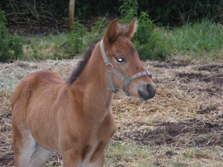 Anden særlig race Damgaards Chantel billede 13