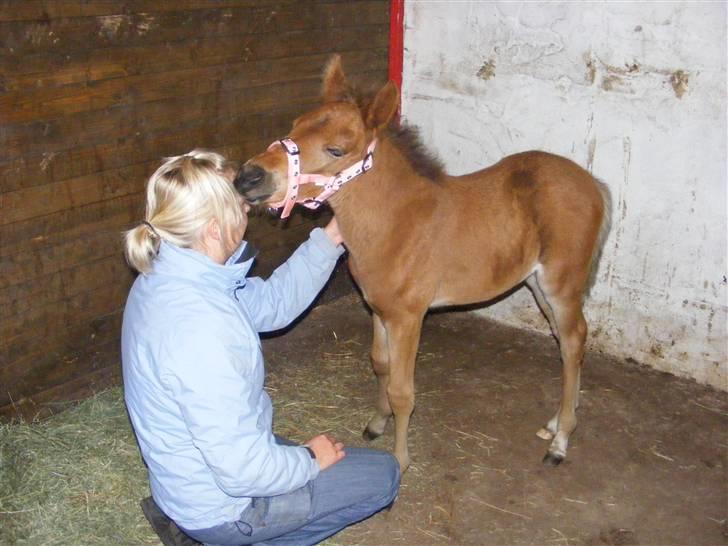 Anden særlig race Damgaards Chantel billede 14
