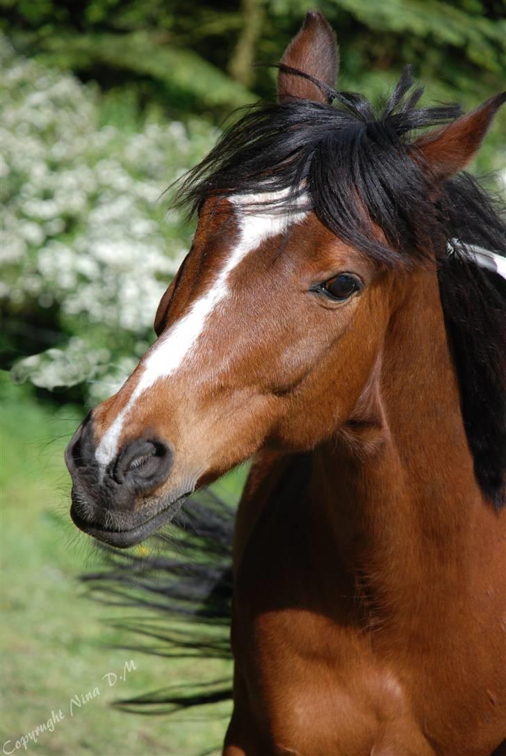 Anden særlig race Snublis (Snubber) † - Sommeren 2009. Smukkeste Snubs.. billede 4