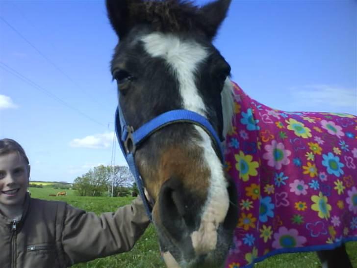 Anden særlig race Flicka sanet og elsket (RIP):( billede 12