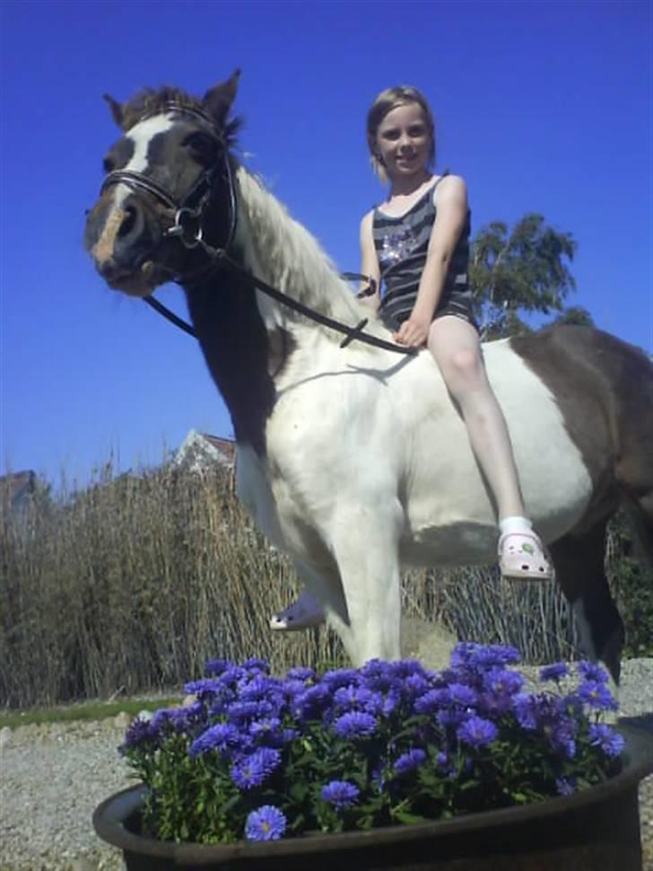 Anden særlig race Flicka sanet og elsket (RIP):( billede 13