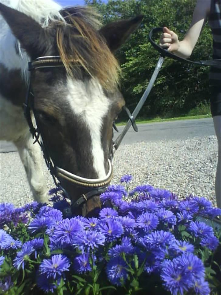 Anden særlig race Flicka sanet og elsket (RIP):( billede 14