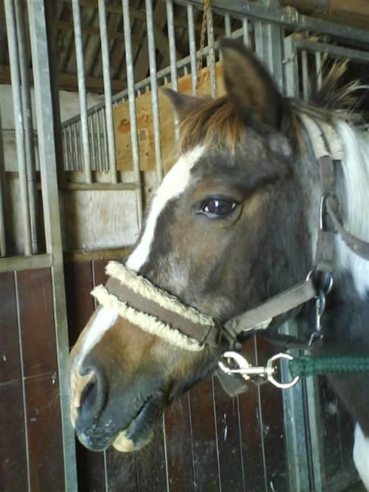 Anden særlig race Flicka sanet og elsket (RIP):( billede 15