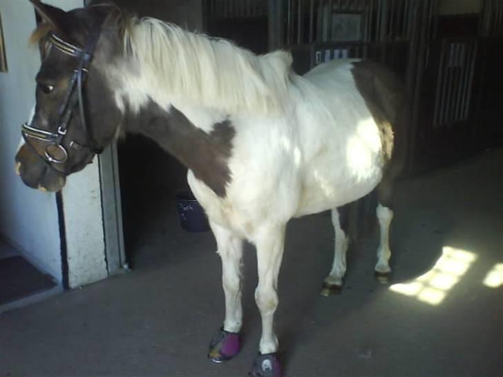 Anden særlig race Flicka sanet og elsket (RIP):( billede 16