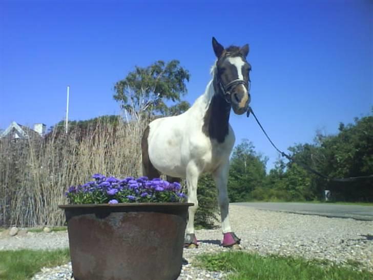 Anden særlig race Flicka sanet og elsket (RIP):( billede 18