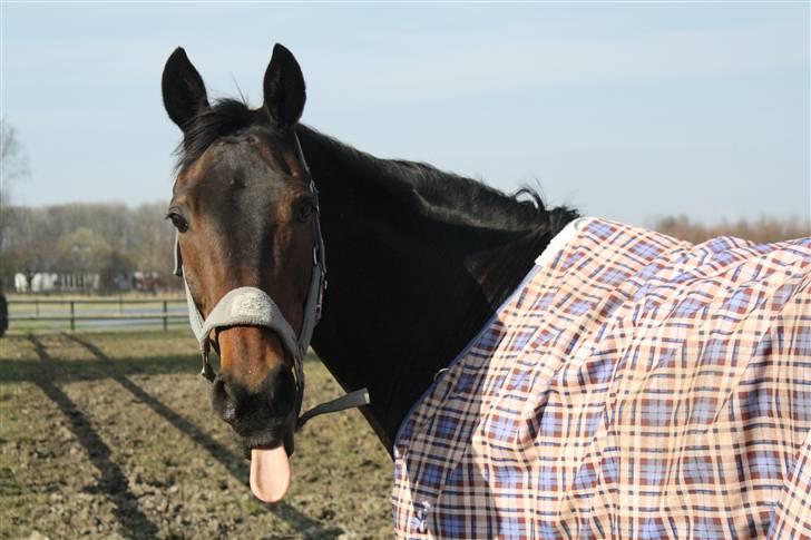 Anden særlig race May Piccolo *STJERNEHEST* - Piccolo på hans fold, ved welness centeret <3 billede 5