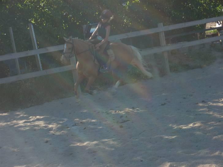 Palomino Trixi  - fuld fart billede 2