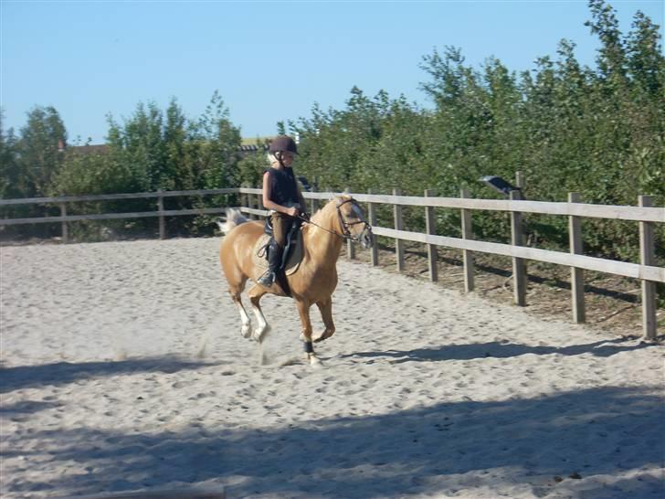 Palomino Trixi  - vi gallopere skrådt igenem :D billede 3