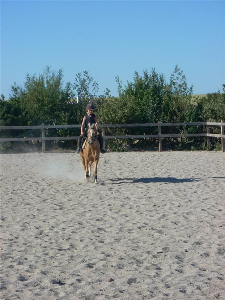 Palomino Trixi  - parade:P billede 5