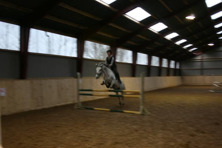 Belgisk Sportspony - Decision - os, til træning billede 11