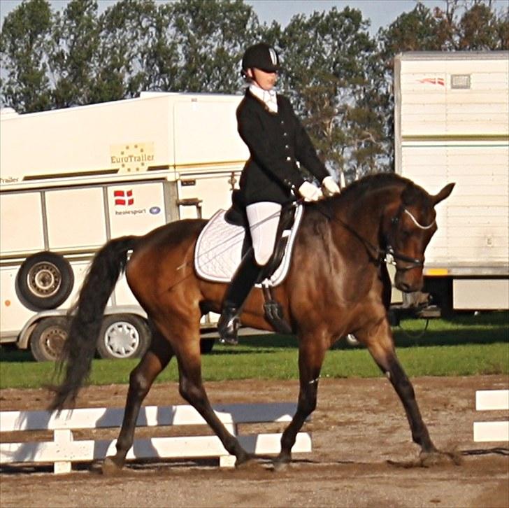 Anden særlig race May Piccolo *STJERNEHEST* - stævne på vallø taget af signe <3 billede 8