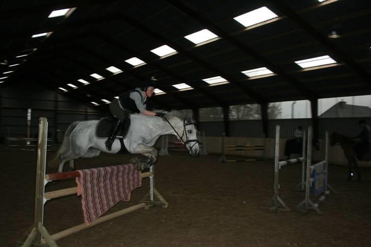 Belgisk Sportspony - Decision - Stadig træning billede 13