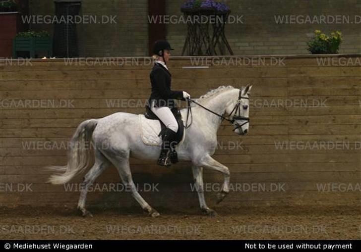 Belgisk Sportspony - Decision - Decision og Janni i Fyensriddeklub i en LA1 til 66,56% ;P dejlig pony <3 billede 15