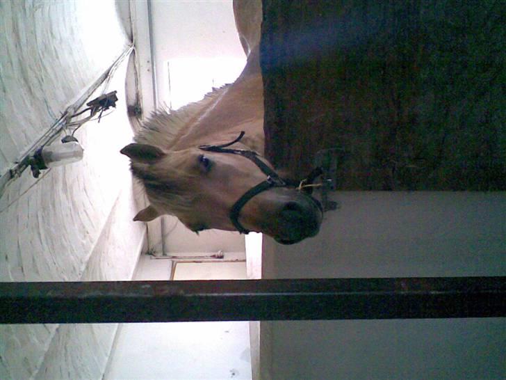 Fjordhest Annabell SOLGT billede 13