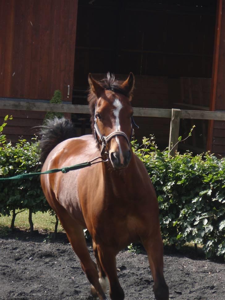 Anden særlig race Felipe *SOLGT ;'( * - Fille til handelseundersøgelse på Højgård Hestehospital, da vi købte ham. billede 8