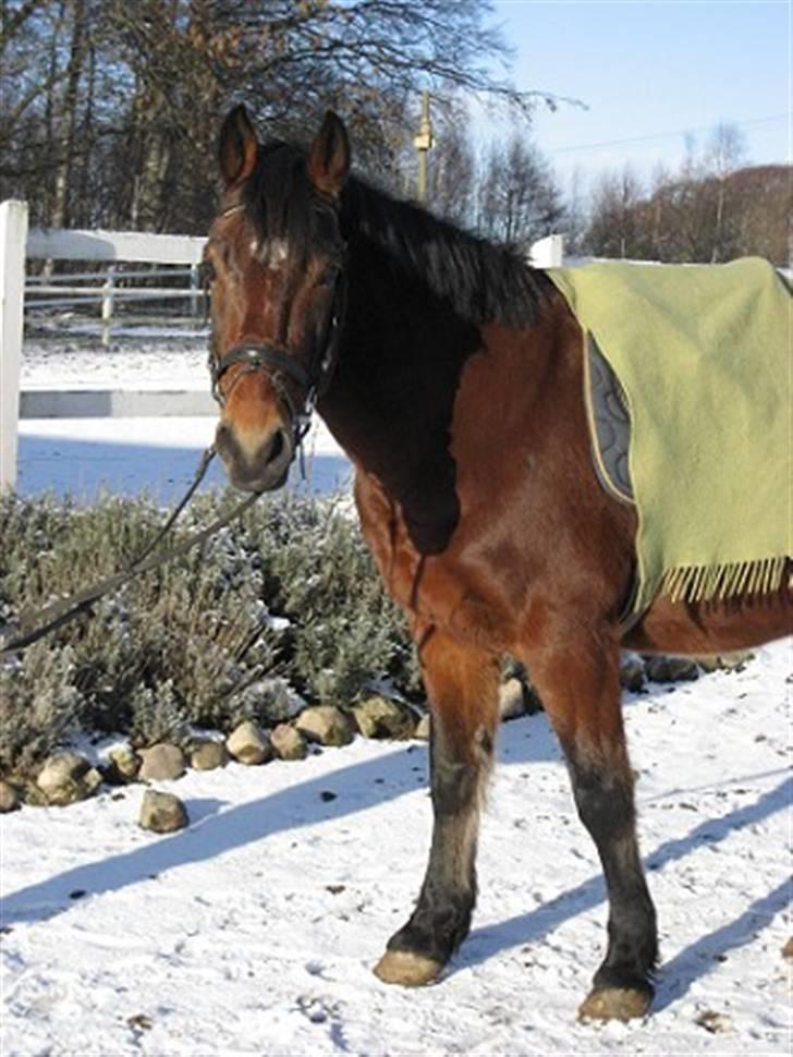 Anden særlig race Ari  - Ari med vinterpels. Se hellere godt efter, for det får han aldrig igen :-D Om han så skal bedøves! :P billede 12