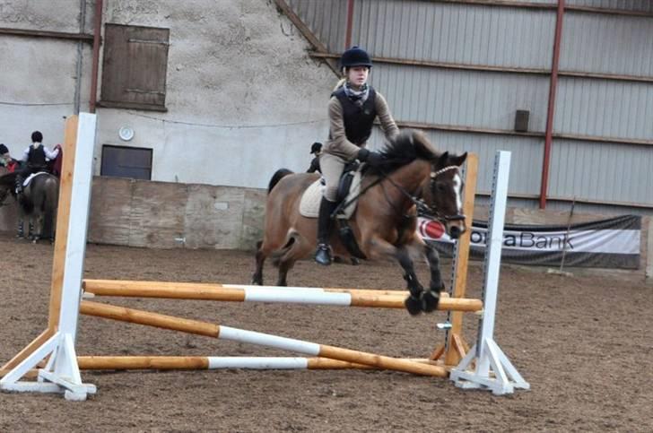 Anden særlig race Felipe *SOLGT ;'( * - Lidt stort afsæt! LB billede 10