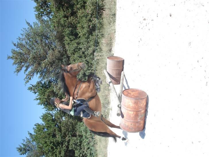 DSP Bæklunds Lorenzo solgt - ridelejer . billede 19