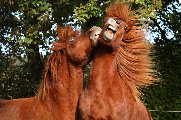 Islænder Freyr fra Tanderup billede 10
