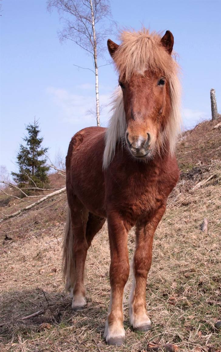 Islænder Fjölnir Fra Ertebjerg billede 9