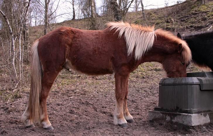 Islænder Fjölnir Fra Ertebjerg - Fjölir 1 år og 11 mdr. Lækker lækker billede 10