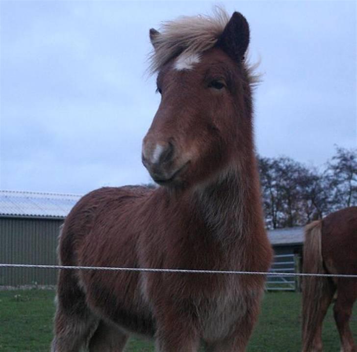 Islænder Fjölnir Fra Ertebjerg - ½ år gammel  billede 13