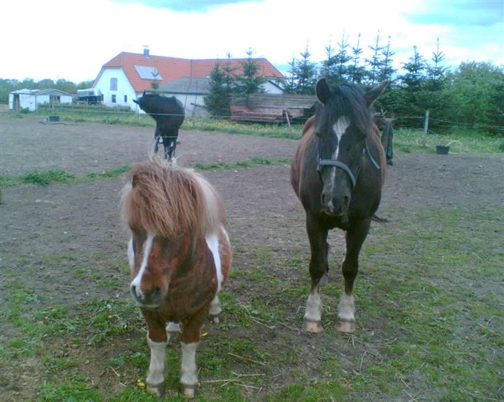 New Forest Silver - Her er de igen, er de ikke søde ;) billede 8
