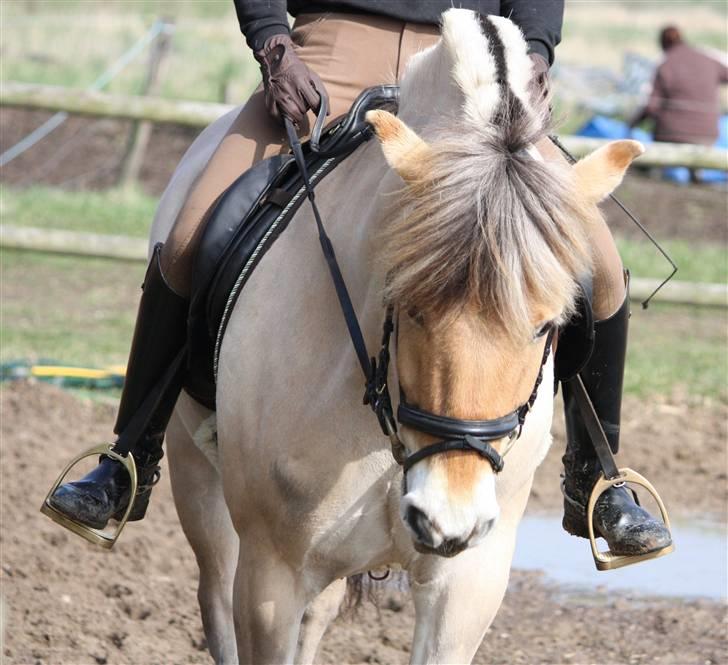 Fjordhest Idol Fuglsang SOLGT - Mollo og Mig på kursus hos Annette Schmidt og Lena Kissow, tak til Ditte Jorsal !  billede 11