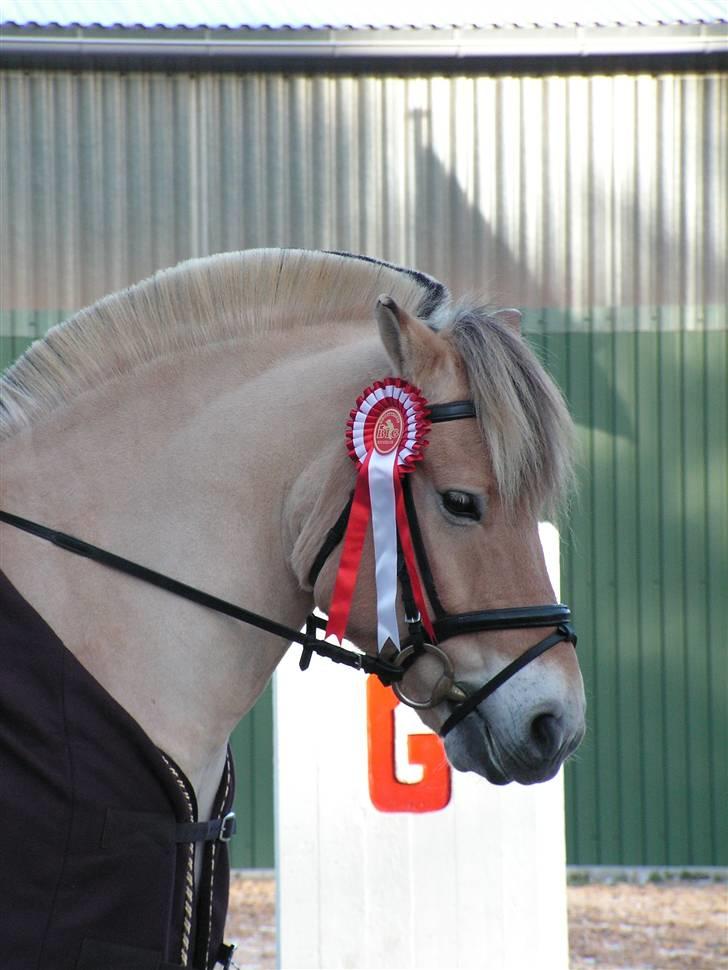 Fjordhest Idol Fuglsang SOLGT - Mollo som klubmester igen <3 billede 13