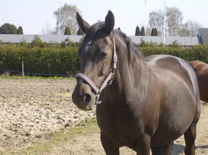 Anden særlig race sepfia død R.I.P  ; ( - en uge før hun foler billede 1