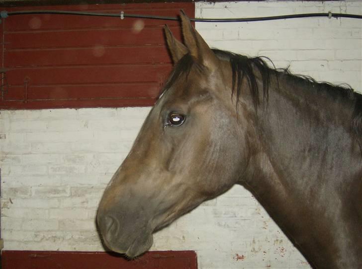 Anden særlig race sepfia død R.I.P  ; ( billede 2