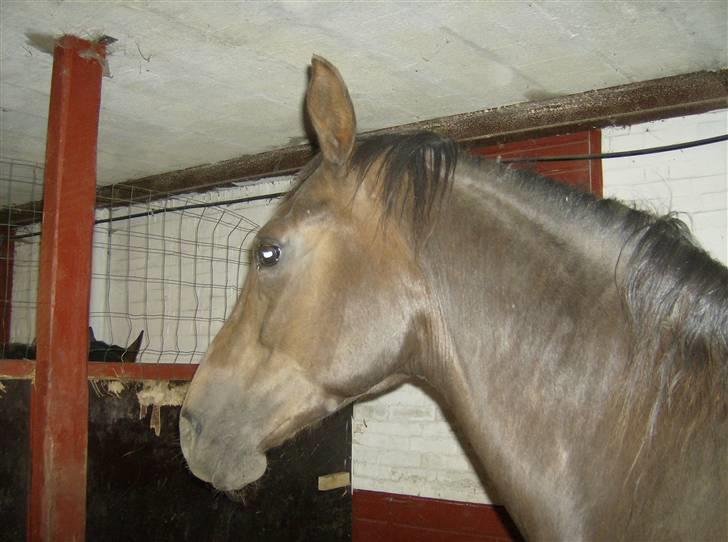 Anden særlig race sepfia død R.I.P  ; ( billede 3