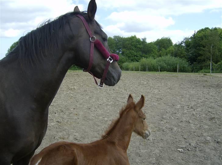 Anden særlig race sepfia død R.I.P  ; ( billede 5