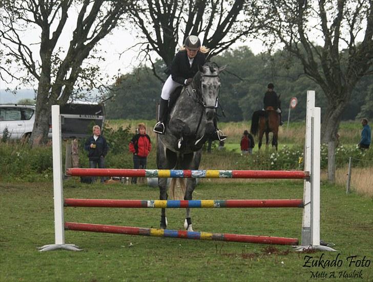 Ungarnsk Varmblod  Enzo - springundervisning billede 4