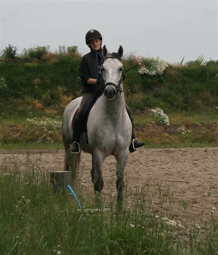 Dansk Varmblod Cantoná Skovvang *RIP* - træning hjemme juni 08 billede 18