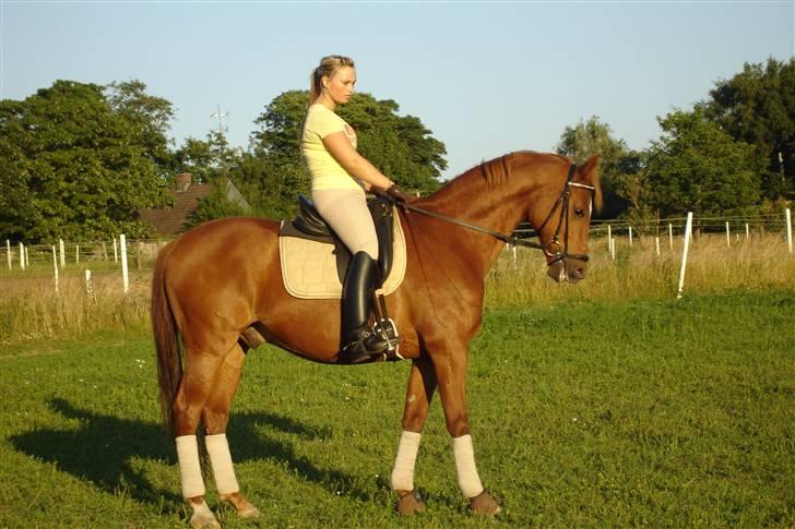 Trakehner Bogart billede 6