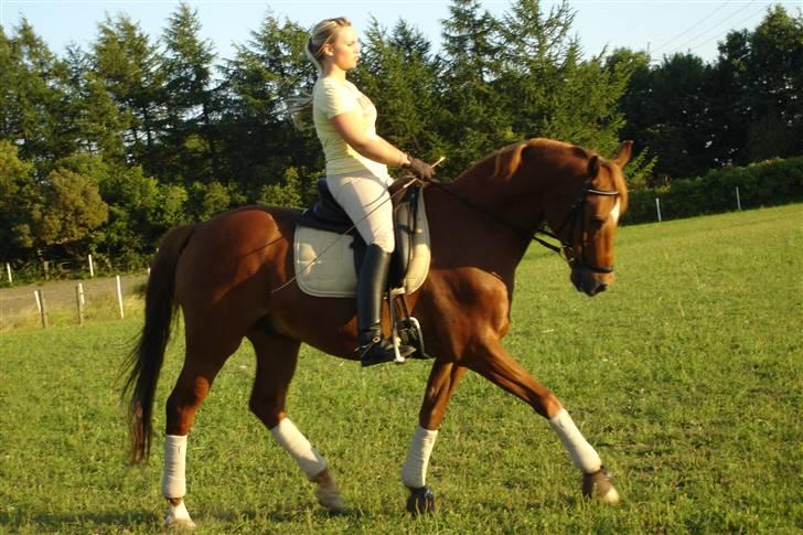 Trakehner Bogart billede 7