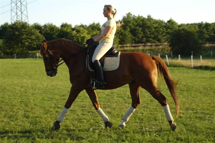 Trakehner Bogart billede 8