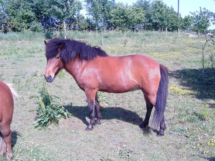 Islænder soya - her er soja på marken sammen med de andre heste. billede 3