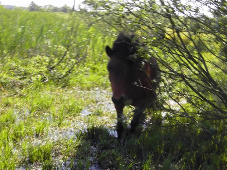 Islænder soya - her er soja ude og bade i søen. billede 4