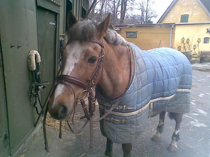 Anden særlig race Snowie - Bortgivet - ´ efter en kort skridttur uden sadel :)  billede 8