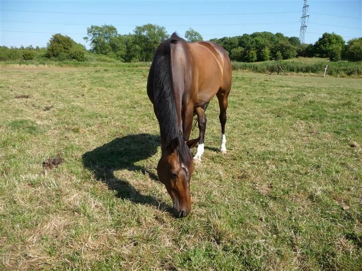 Dansk Varmblod Hummes Waltzin Matilda - mmm græs lækkert (sommeren 2008) billede 11