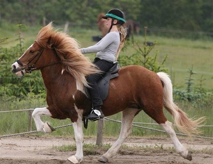 Islænder Falleg fra Thorsvighus - Tølt for et par år siden :D (tag jer ikk af min opstilning (lidt uheldigt fanget! xD!) den er blevet meget bedre! :b <3 billede 14